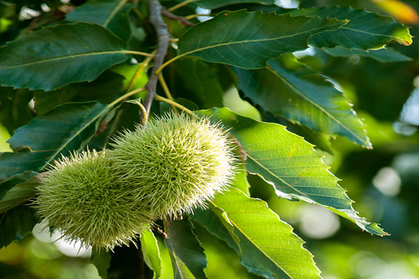 色差儀在板栗葉片顏色測量中的應用