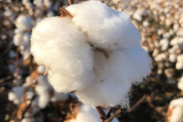 色差儀在棉花顏色質量檢測中的應用