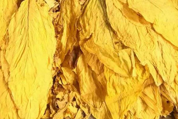 色差儀在煙葉顏色分類與標準建立中的應用