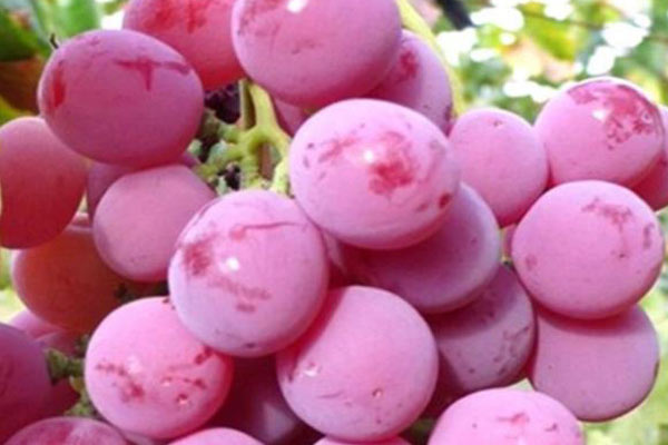 小口徑便攜式色差儀測定紅地球葡萄色澤