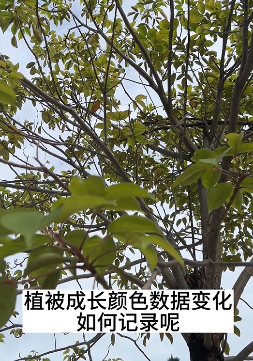 植被成長時樹葉顏色的變化及其色差測量方法